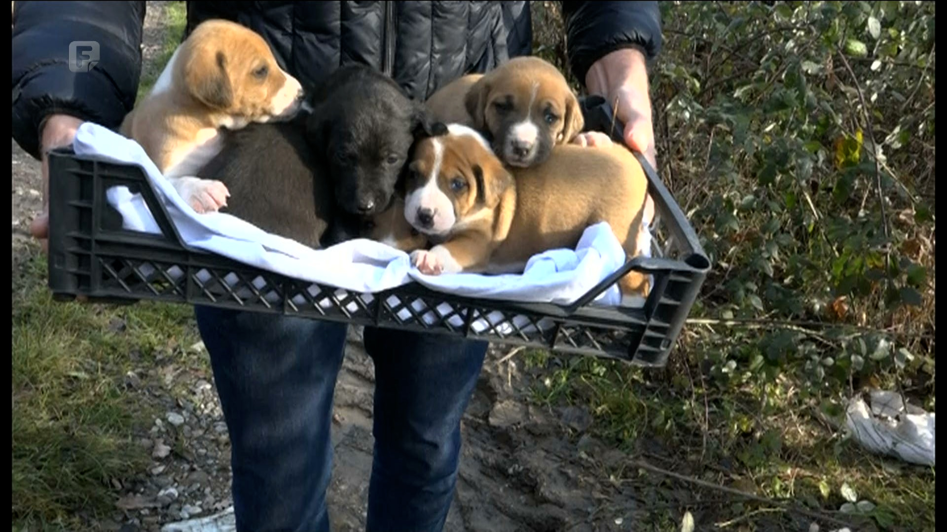 Šest napuštenih kučića čeka lijepa i sigurna budućnost